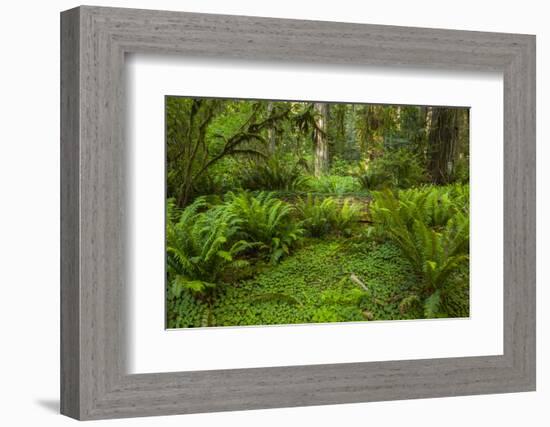 USA, California, Redwoods NP. Ferns and Mossy Trees in Forest-Cathy & Gordon Illg-Framed Photographic Print