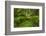 USA, California, Redwoods NP. Ferns and Mossy Trees in Forest-Cathy & Gordon Illg-Framed Photographic Print