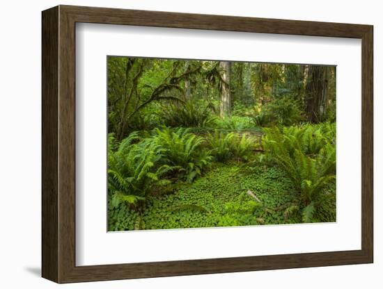 USA, California, Redwoods NP. Ferns and Mossy Trees in Forest-Cathy & Gordon Illg-Framed Photographic Print