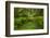 USA, California, Redwoods NP. Ferns and Mossy Trees in Forest-Cathy & Gordon Illg-Framed Photographic Print