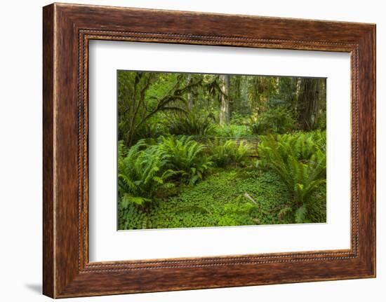 USA, California, Redwoods NP. Ferns and Mossy Trees in Forest-Cathy & Gordon Illg-Framed Photographic Print