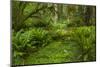 USA, California, Redwoods NP. Ferns and Mossy Trees in Forest-Cathy & Gordon Illg-Mounted Photographic Print