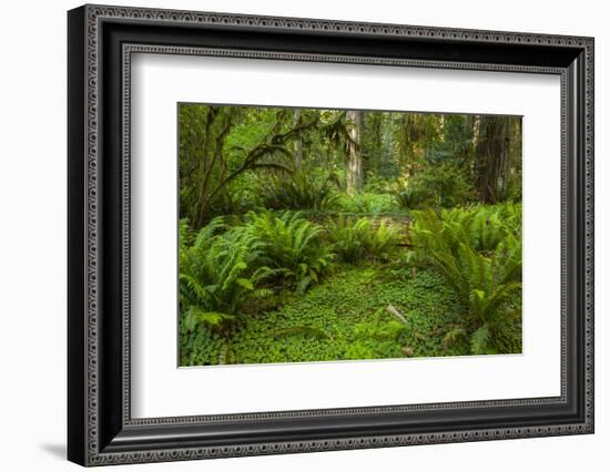 USA, California, Redwoods NP. Ferns and Mossy Trees in Forest-Cathy & Gordon Illg-Framed Photographic Print