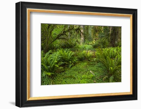 USA, California, Redwoods NP. Ferns and Mossy Trees in Forest-Cathy & Gordon Illg-Framed Photographic Print