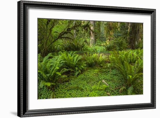 USA, California, Redwoods NP. Ferns and Mossy Trees in Forest-Cathy & Gordon Illg-Framed Photographic Print