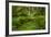 USA, California, Redwoods NP. Ferns and Mossy Trees in Forest-Cathy & Gordon Illg-Framed Photographic Print