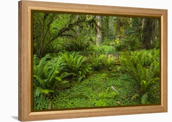 USA, California, Redwoods NP. Ferns and Mossy Trees in Forest-Cathy & Gordon Illg-Framed Premier Image Canvas