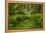 USA, California, Redwoods NP. Ferns and Mossy Trees in Forest-Cathy & Gordon Illg-Framed Premier Image Canvas