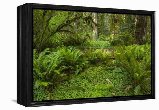 USA, California, Redwoods NP. Ferns and Mossy Trees in Forest-Cathy & Gordon Illg-Framed Premier Image Canvas