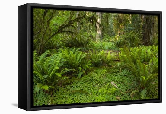 USA, California, Redwoods NP. Ferns and Mossy Trees in Forest-Cathy & Gordon Illg-Framed Premier Image Canvas