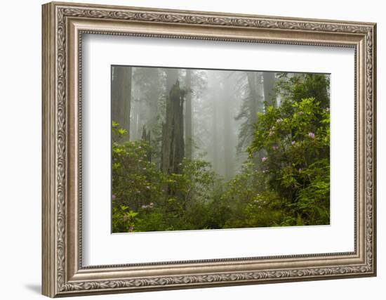 USA, California, Redwoods NP. Fog and Rhododendrons in Forest-Cathy & Gordon Illg-Framed Photographic Print