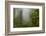 USA, California, Redwoods NP. Fog and Rhododendrons in Forest-Cathy & Gordon Illg-Framed Photographic Print