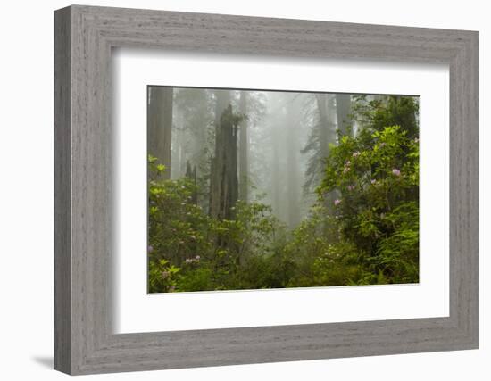 USA, California, Redwoods NP. Fog and Rhododendrons in Forest-Cathy & Gordon Illg-Framed Photographic Print