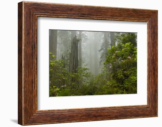 USA, California, Redwoods NP. Fog and Rhododendrons in Forest-Cathy & Gordon Illg-Framed Photographic Print