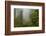 USA, California, Redwoods NP. Fog and Rhododendrons in Forest-Cathy & Gordon Illg-Framed Photographic Print