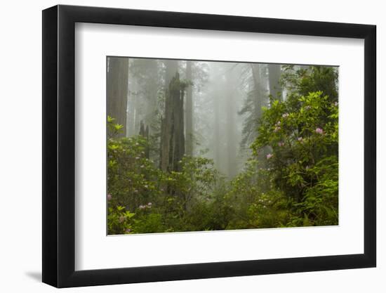 USA, California, Redwoods NP. Fog and Rhododendrons in Forest-Cathy & Gordon Illg-Framed Photographic Print