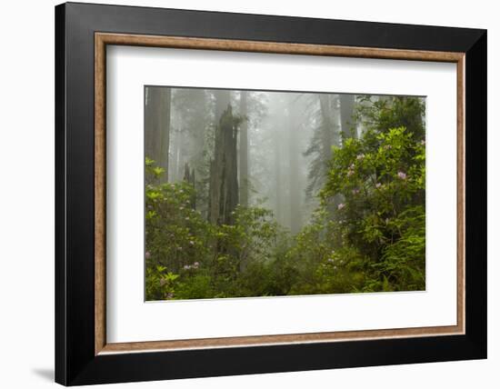 USA, California, Redwoods NP. Fog and Rhododendrons in Forest-Cathy & Gordon Illg-Framed Photographic Print