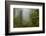 USA, California, Redwoods NP. Fog and Rhododendrons in Forest-Cathy & Gordon Illg-Framed Photographic Print