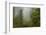 USA, California, Redwoods NP. Fog and Rhododendrons in Forest-Cathy & Gordon Illg-Framed Photographic Print