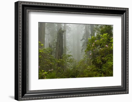 USA, California, Redwoods NP. Fog and Rhododendrons in Forest-Cathy & Gordon Illg-Framed Photographic Print