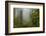 USA, California, Redwoods NP. Fog and Rhododendrons in Forest-Cathy & Gordon Illg-Framed Photographic Print