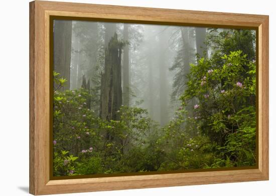 USA, California, Redwoods NP. Fog and Rhododendrons in Forest-Cathy & Gordon Illg-Framed Premier Image Canvas