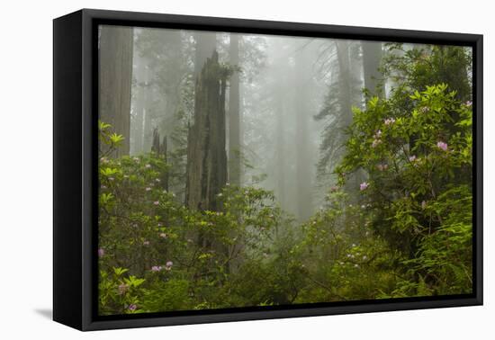USA, California, Redwoods NP. Fog and Rhododendrons in Forest-Cathy & Gordon Illg-Framed Premier Image Canvas
