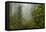 USA, California, Redwoods NP. Fog and Rhododendrons in Forest-Cathy & Gordon Illg-Framed Premier Image Canvas