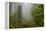 USA, California, Redwoods NP. Fog and Rhododendrons in Forest-Cathy & Gordon Illg-Framed Premier Image Canvas