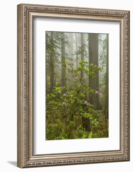 USA, California, Redwoods NP. Fog and Rhododendrons in Forest-Cathy & Gordon Illg-Framed Photographic Print