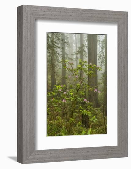 USA, California, Redwoods NP. Fog and Rhododendrons in Forest-Cathy & Gordon Illg-Framed Photographic Print