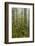 USA, California, Redwoods NP. Fog and Rhododendrons in Forest-Cathy & Gordon Illg-Framed Photographic Print