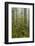 USA, California, Redwoods NP. Fog and Rhododendrons in Forest-Cathy & Gordon Illg-Framed Photographic Print