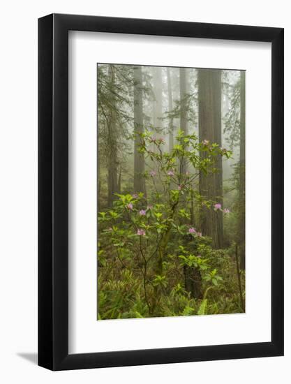 USA, California, Redwoods NP. Fog and Rhododendrons in Forest-Cathy & Gordon Illg-Framed Photographic Print