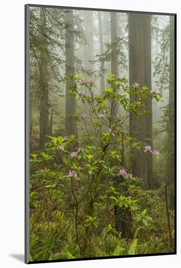 USA, California, Redwoods NP. Fog and Rhododendrons in Forest-Cathy & Gordon Illg-Mounted Photographic Print