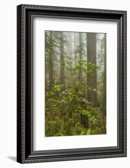 USA, California, Redwoods NP. Fog and Rhododendrons in Forest-Cathy & Gordon Illg-Framed Photographic Print