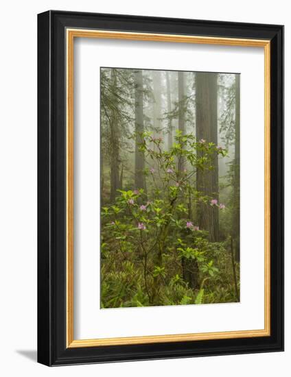 USA, California, Redwoods NP. Fog and Rhododendrons in Forest-Cathy & Gordon Illg-Framed Photographic Print