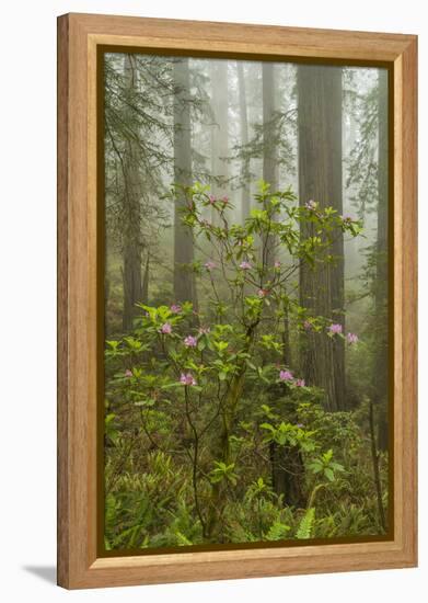 USA, California, Redwoods NP. Fog and Rhododendrons in Forest-Cathy & Gordon Illg-Framed Premier Image Canvas