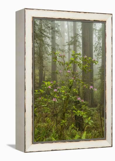 USA, California, Redwoods NP. Fog and Rhododendrons in Forest-Cathy & Gordon Illg-Framed Premier Image Canvas