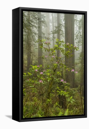 USA, California, Redwoods NP. Fog and Rhododendrons in Forest-Cathy & Gordon Illg-Framed Premier Image Canvas