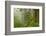 USA, California, Redwoods NP. Fog in Ladybird Johnson Grove-Cathy & Gordon Illg-Framed Photographic Print