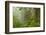 USA, California, Redwoods NP. Fog in Ladybird Johnson Grove-Cathy & Gordon Illg-Framed Photographic Print