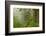 USA, California, Redwoods NP. Fog in Ladybird Johnson Grove-Cathy & Gordon Illg-Framed Photographic Print