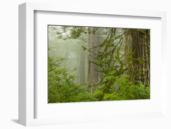 USA, California, Redwoods NP. Fog in Ladybird Johnson Grove-Cathy & Gordon Illg-Framed Photographic Print