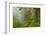 USA, California, Redwoods NP. Fog in Ladybird Johnson Grove-Cathy & Gordon Illg-Framed Photographic Print