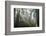 USA, California, Redwoods NP. Fog in Ladybird Johnson Grove-Cathy & Gordon Illg-Framed Photographic Print