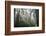 USA, California, Redwoods NP. Fog in Ladybird Johnson Grove-Cathy & Gordon Illg-Framed Photographic Print