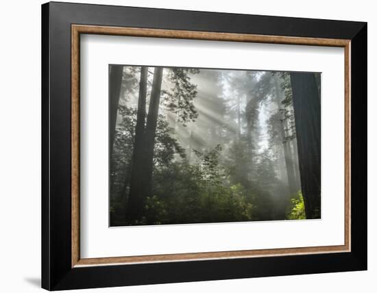 USA, California, Redwoods NP. Fog in Ladybird Johnson Grove-Cathy & Gordon Illg-Framed Photographic Print