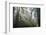 USA, California, Redwoods NP. Fog in Ladybird Johnson Grove-Cathy & Gordon Illg-Framed Photographic Print