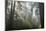 USA, California, Redwoods NP. Fog in Ladybird Johnson Grove-Cathy & Gordon Illg-Mounted Photographic Print